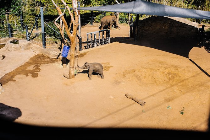 Sydney Taronga Zoo Wild Australia Experience - Stop at Taronga Zoo and Ride Sky Safari to the Entrance