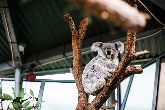 Sydney Taronga Zoo Wild Australia Experience - Koala Photo Time: Close, Respectful, and Usually the Main Event