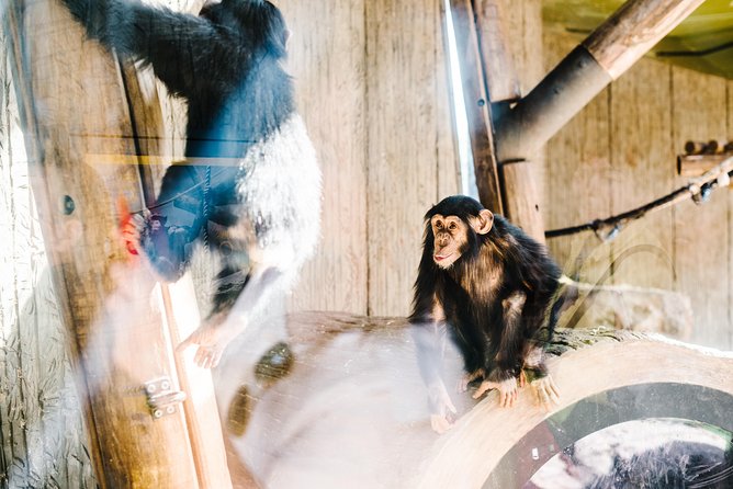 Sydney Taronga Zoo Wild Australia Experience - Australian Nocturnal House: The Restricted Area Most People Never See