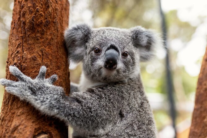 Sydney Taronga Zoo's Aussie Backyard Adventure Tour - Key highlights to know before you go