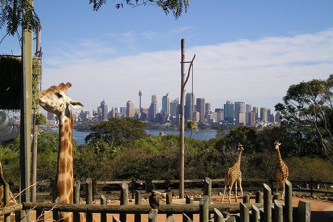 Sydney Taronga Zoo's Aussie Backyard Adventure Tour - The Blue Mountains-style sandstone gorge replica (and why it’s more than scenery)
