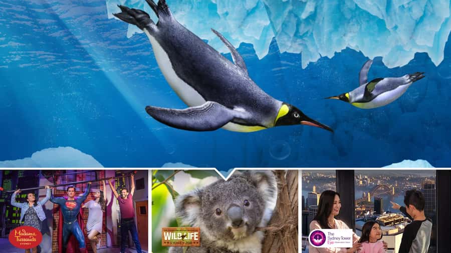 Sydney: Ultimate City Pass for 4 Attractions with Skywalk - SEA LIFE Sydney Aquarium: marine life with strong appeal