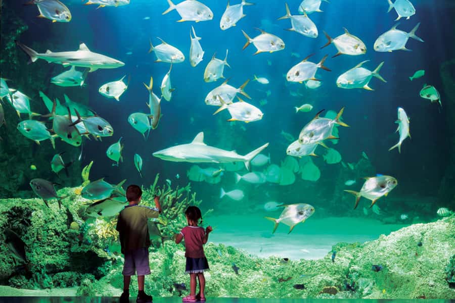 Sydney: Ultimate City Pass for 4 Attractions with Skywalk - WILD LIFE Sydney Zoo next to SEA LIFE: all-Australian animal time