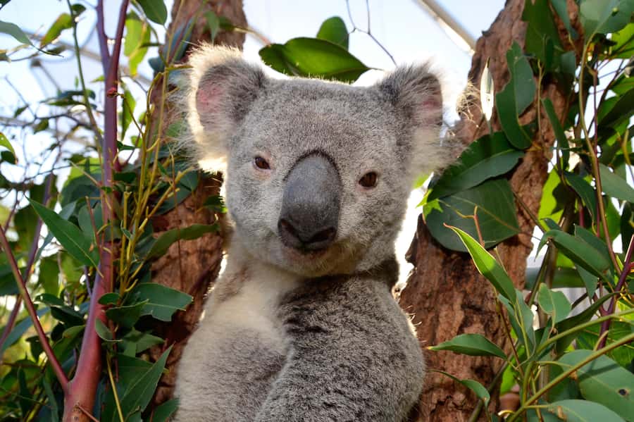 Sydney: Ultimate City Pass for 4 Attractions with Skywalk - Should you book this Sydney Ultimate City Pass with Skywalk?