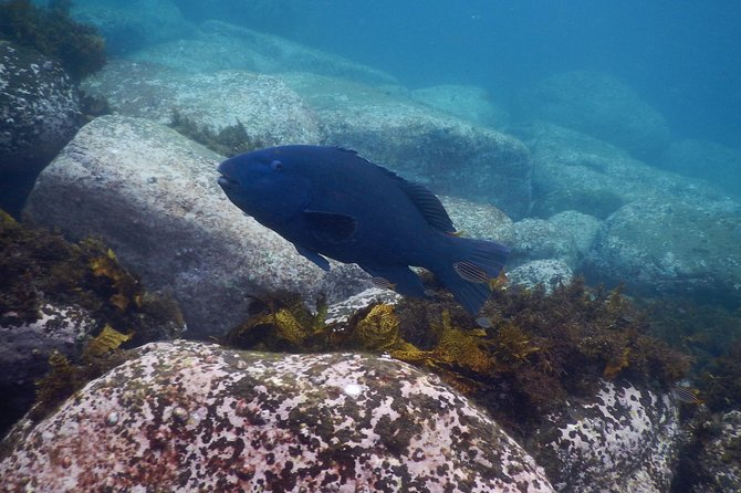 sydney underwater scooter tours - How the Scooter Changes Your Snorkeling Experience