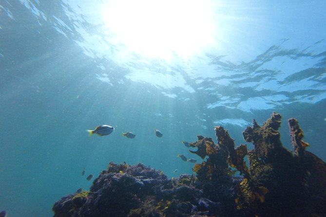 sydney underwater scooter tours - What You’ll See During the 90 Minutes at Clovelly