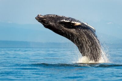 Sydney: Whale Watching Adventure Cruise - Getting to Circular Quay: the one meeting point you should nail