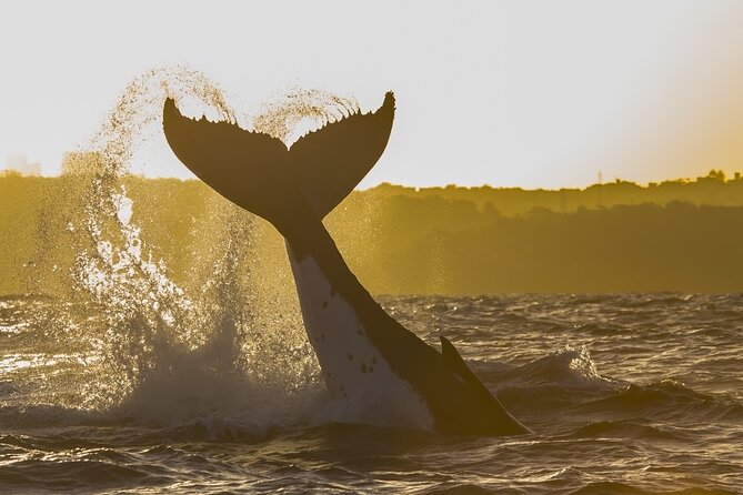 Sydney: Whale Watching Adventure Cruise - The whale-spotting rhythm: what to look for on a humpback cruise
