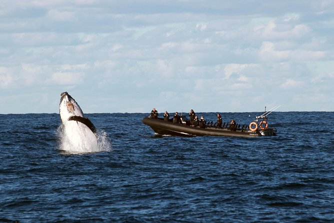 Sydney Whale-Watching by Speed Boat - Key takeaways before you go