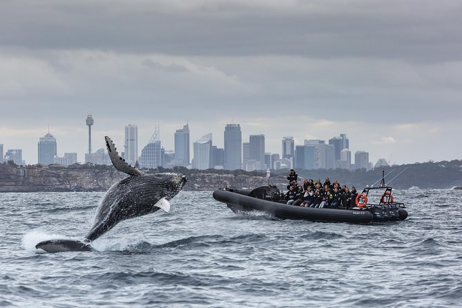 Sydney Whale-Watching by Speed Boat - Sydney’s speedboat whale-watch: why this style works