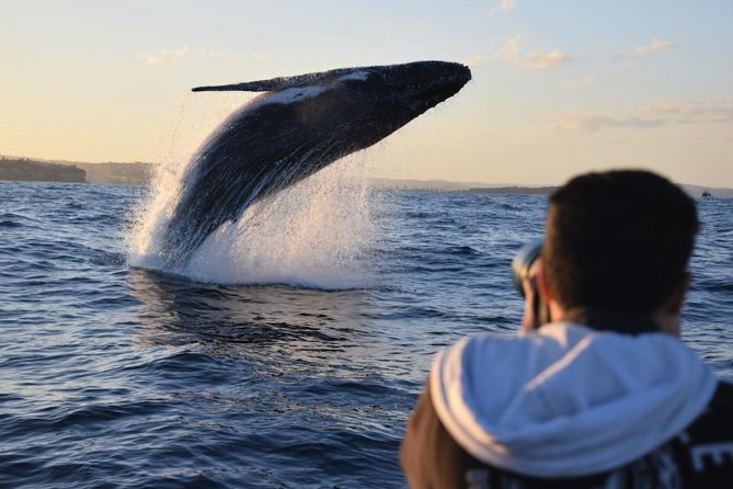 Sydney Whale-Watching by Speed Boat - How whale spotting works on a speedboat (and how to help it happen)