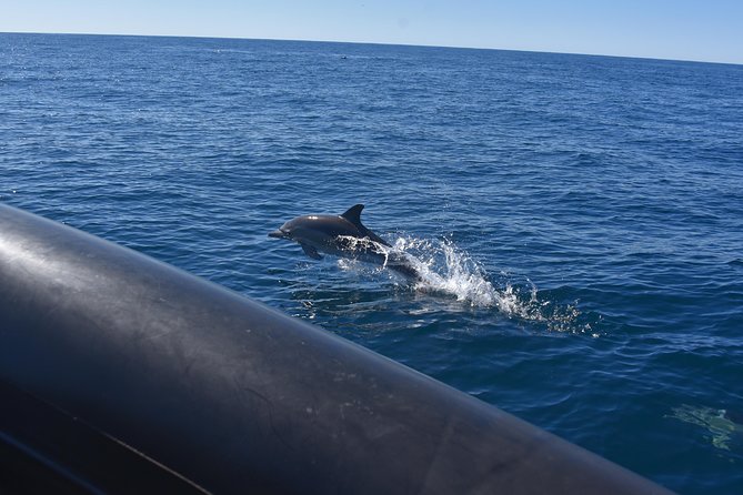 Sydney Whale-Watching by Speed Boat - What it feels like on board: comfort, jackets, and the reality of wind