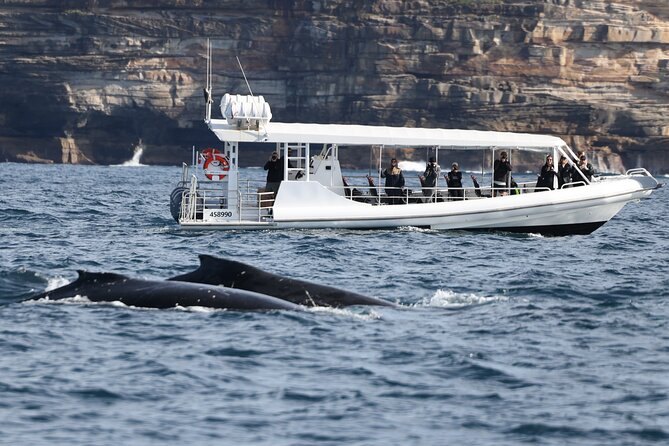 Sydney Whale-Watching by Speed Boat - Price and value: is $92.52 worth it?