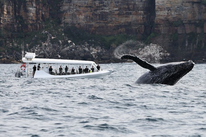 Sydney Whale-Watching by Speed Boat - Best day, best traveler: who will enjoy this most