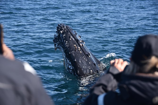 Sydney Whale-Watching by Speed Boat - Should you book Sydney Whale-Watching by Speed Boat?