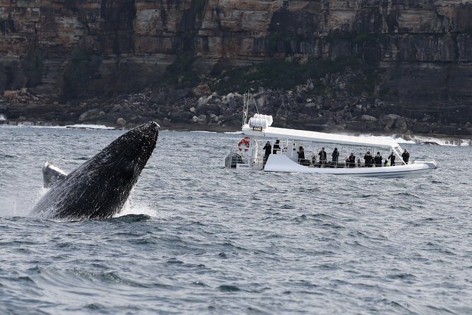 Sydney Whale-Watching by Speed Boat - From Campbell’s Cove to Ocean Extreme: the real rhythm of the 2 hours