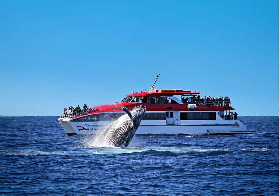 Sydney: Whale Watching Cruise and Taronga Zoo Package - Whale Watching Cruise: What the Day Feels Like from Circular Quay