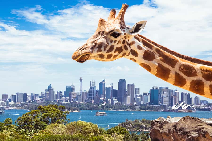 Sydney: Whale Watching Cruise and Taronga Zoo Package - How Whale Sighting “Guarantee” Works Without Stress