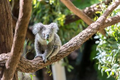 Sydney: Whale Watching Cruise and Taronga Zoo Package - Winter Migration Timing: May to November and Likely Species