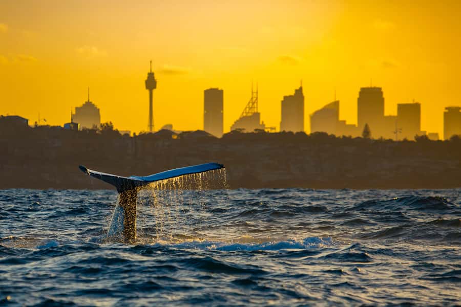 Sydney: Whale Watching Cruise and Taronga Zoo Package - Comfort on the Water: Sea Motion, Warm Clothes, and Food Strategy