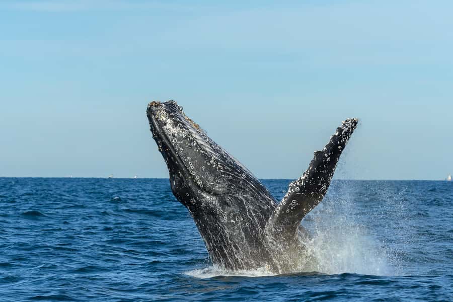 Sydney: Whale Watching Cruise and Taronga Zoo Package - On-Board Viewing: Why Fins and Breaths Matter More Than You Think