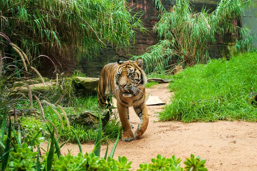 Sydney: Whale Watching Cruise and Taronga Zoo Package - Return Ride: Rocket Ferry Back to Circular Quay
