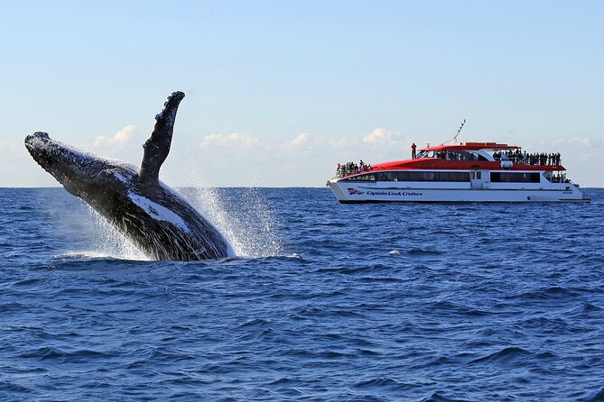 Sydney Whale Watching Cruise from Circular Quay - Key things I’d pay attention to