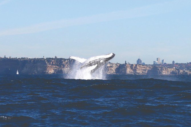 Sydney Whale Watching Cruise from Circular Quay - The route details: harbor views first, whales later