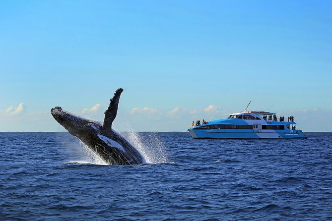 Sydney Whale Watching Cruise from Circular Quay - Where to stand: open-air decks, windows, and sound