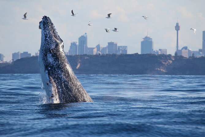 Sydney Whale Watching Cruise from Circular Quay - The whale guarantee: a real perk, with one big catch