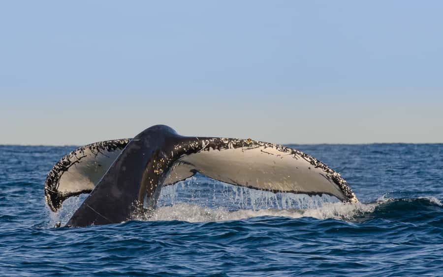 Sydney Whale Watching Cruise with Breakfast or Lunch - Key highlights at a glance