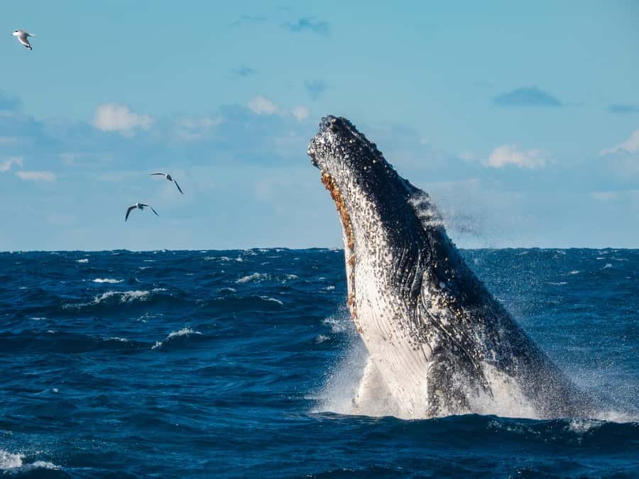 Sydney Whale Watching Cruise with Breakfast or Lunch - Sailing out of Circular Quay to hunt humpbacks at Sydney Heads