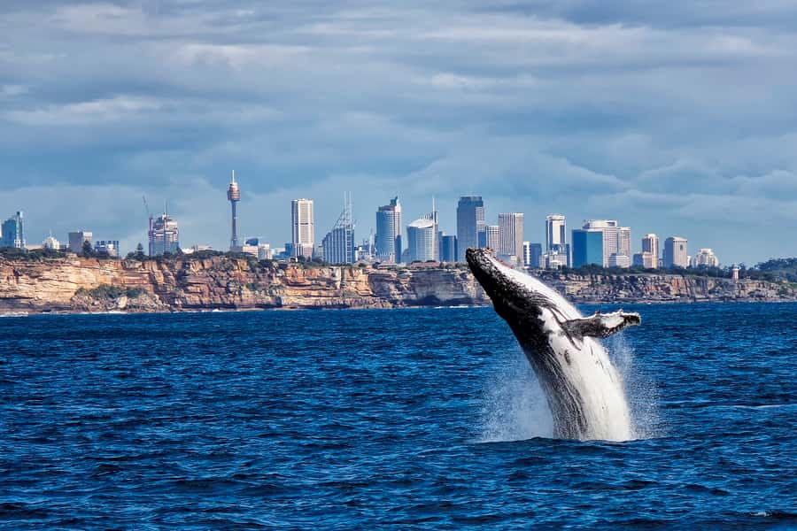 Sydney Whale Watching Cruise with Breakfast or Lunch - Your whale-spotting playbook: what you might actually see