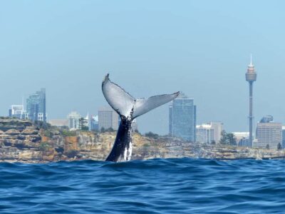 Sydney Whale Watching Cruise with Breakfast or Lunch - Breakfast or BBQ lunch: where the $70 value really lands