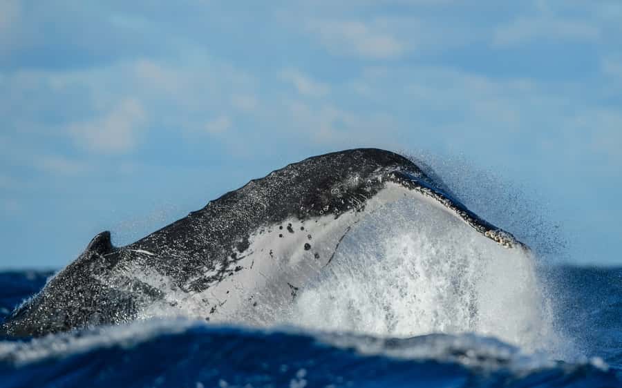 Sydney Whale Watching Cruise with Breakfast or Lunch - How the 4-hour flow plays out: harbour sightseeing, meal timing, whale time