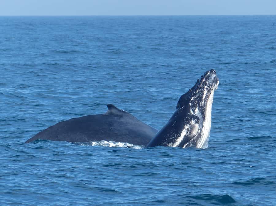 Sydney Whale Watching Cruise with Breakfast or Lunch - Deck comfort, spacing, and when to listen to the guide