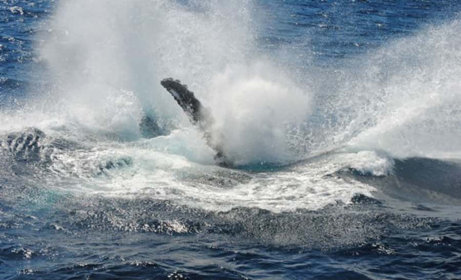 Sydney Whale Watching Cruise with Breakfast or Lunch - What I’d pack (and what to expect on deck)