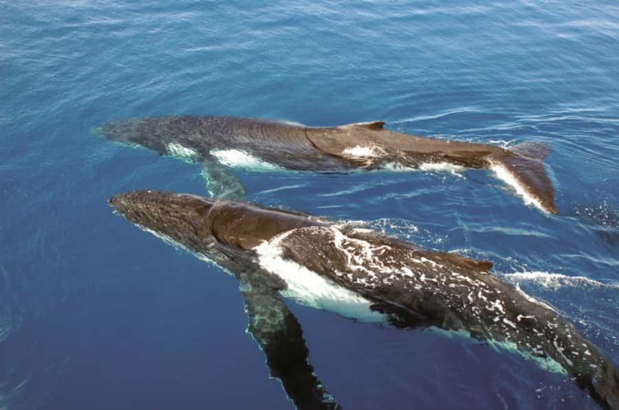 Sydney Whale Watching Cruise with Breakfast or Lunch - Should you book this humpback whale cruise with breakfast or lunch?
