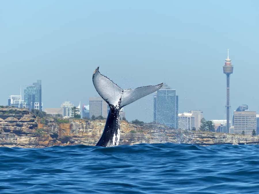 Sydney Whale Watching Cruise with Breakfast or Lunch - Breakfast or BBQ lunch: where the $70 value really lands