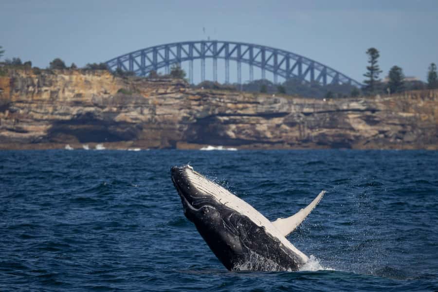 Sydney: Whale Watching & Wildlife Cruise - Why Sydney Harbour whales feel so close in winter
