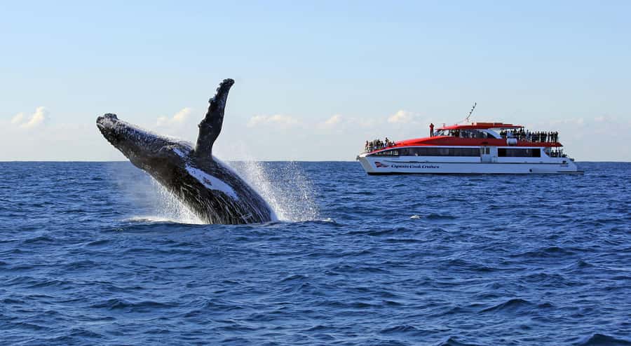 Sydney: Whale Watching & Wildlife Cruise - The core experience: wildlife spotting at the Harbour entrance