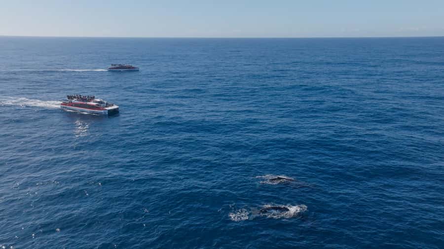Sydney: Whale Watching & Wildlife Cruise - What the onboard commentary actually adds