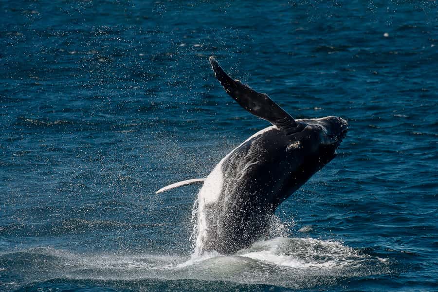 Sydney: Whale Watching & Wildlife Cruise - Price and value: is $67 per person worth it?