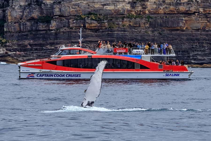 Sydney: Whale Watching & Wildlife Cruise - Motion, cold, and hearing: the small things that can make or break it