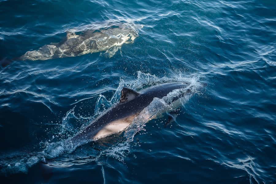 Sydney: Whale Watching & Wildlife Cruise - Who should book this Sydney whale watching cruise