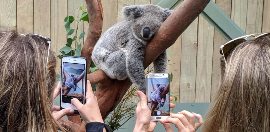 Sydney: Wildlife, Waterfalls and Wine Small Group Tour - Key things I’d circle in this tour