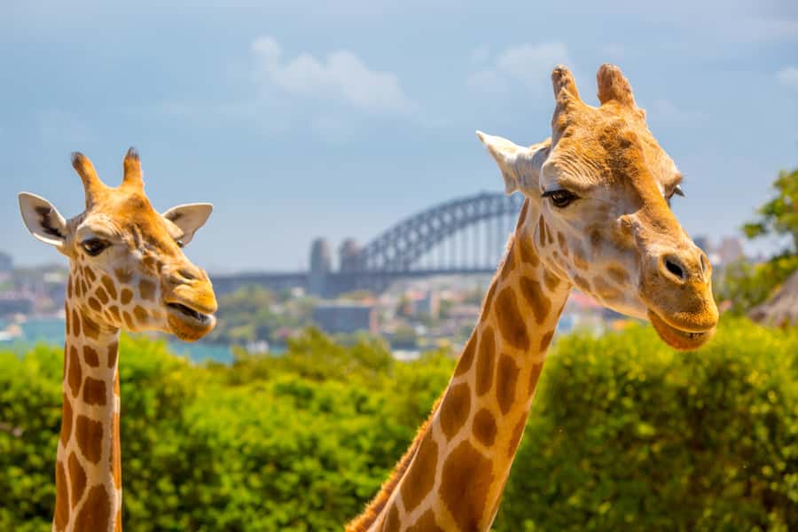 Taronga Zoo Aussie Backyard Adventure - Key highlights worth your attention