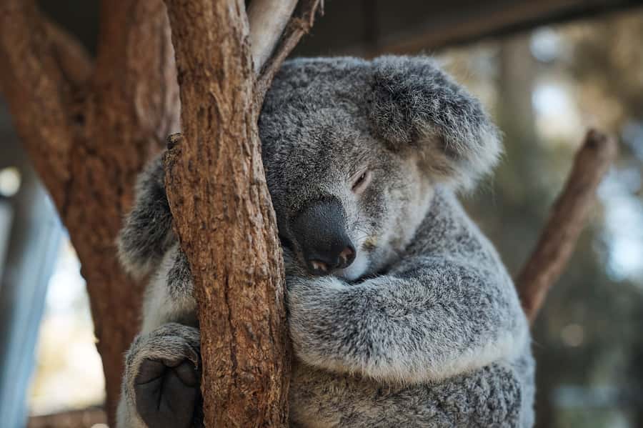 Taronga Zoo Aussie Backyard Adventure - The 1.5-hour walk: stops, questions, and what you’ll actually do