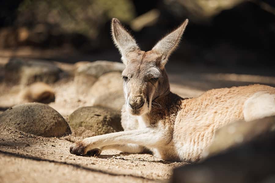 Taronga Zoo Aussie Backyard Adventure - Starting at the main entrance: meeting point and first 30 minutes