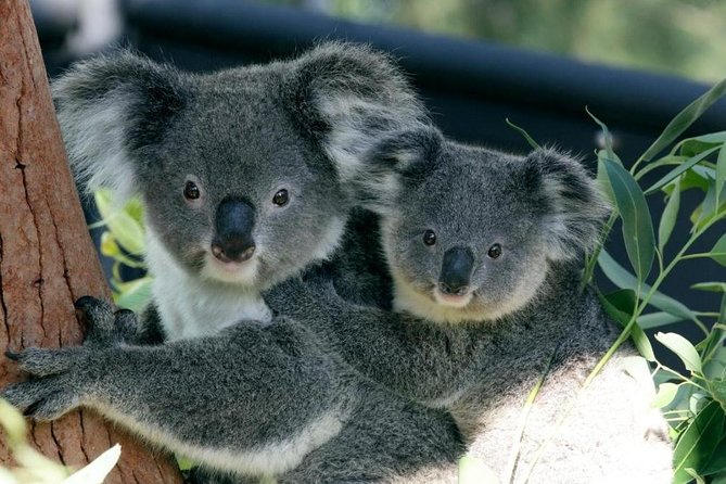 Taronga Zoo Entry & Return Ferry - Sydney Harbour - Key highlights worth your attention
